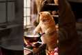 The Most Unexpected Animal Friendships