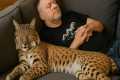 Rescued Bobcat Thinks She's Human,