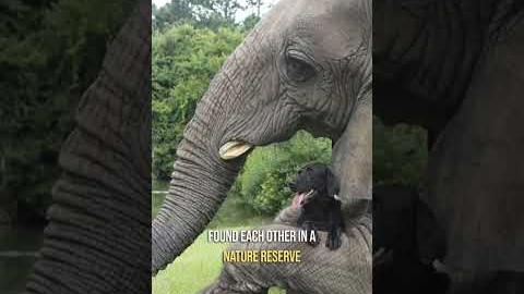 5 Incredible Animal Friendships Across Species #shorts