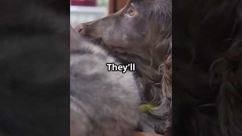 Unlikely Animal BFFs: Heartwarming Friendships! #AnimalFriendship #Animals  #UnlikelyFriends