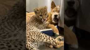 The Unlikely Animal Friendships: Discovering Remarkable Animal Odd Couples | Real Wild