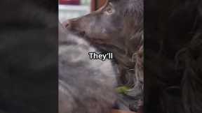 Unlikely Animal BFFs: Heartwarming Friendships! #AnimalFriendship #Animals  #UnlikelyFriends