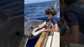 A Friendly Shark Encounter