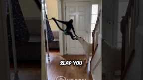 Spider Monkey Trolls His Dog Friend - Funniest Animal Friendship Ever!
