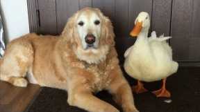 UNUSUAL ANIMAL FRIENDSHIPS || AMAZING ANIMAL  FRIENDSHIPS