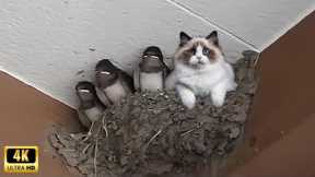 CATS and ANIMALS Awesome Friendship