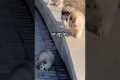 Pawsome Playtime: #Dogs' Unbreakable