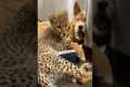 The Unlikely Animal Friendships: