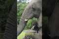 5 Incredible Animal Friendships