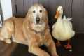 UNUSUAL ANIMAL FRIENDSHIPS || AMAZING 