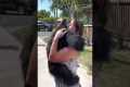 Chimp Reunites With Caretakers After