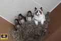 CATS and ANIMALS Awesome Friendship