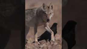 5 Unlikely Friendships in the Animal Kingdom