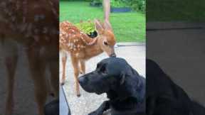 Friendship knows no species.❤️🥹#animals #love #friendship #unlikelyfriends #foryou #fyp