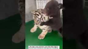 Interspecies Friendships That Will Melt Your Heart ❤️ | Unlikely Animal Besties