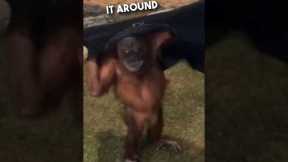 Orangutan’s are just humans who don’t pay tax 😂❤️ #shorts