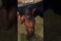 Orangutan’s are just humans who don’t 