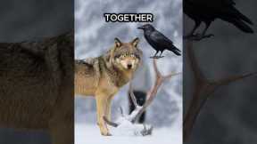 Animals That Are Secretly Best Friends...