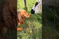 best animal friends videos