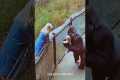 When animals show love like best