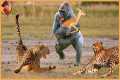15 Unbelievable Animals That Saved