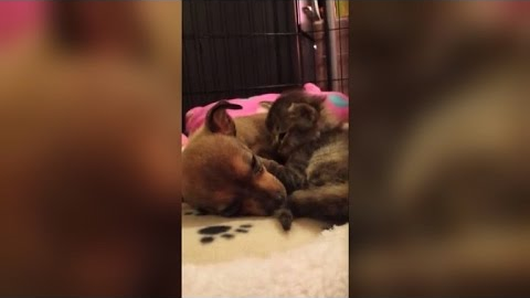 10 Unlikely Animals Who Became Best Friends This Year
