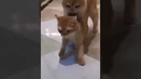 Best Friend - Cute and Funny Animals Videos Compilation 🐷🐱🐻 Funniest Animal Friendships 😉