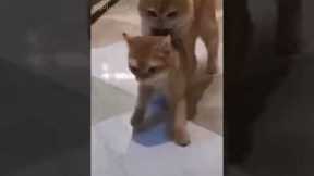 Best Friend - Cute and Funny Animals Videos Compilation 🐷🐱🐻 Funniest Animal Friendships 😉