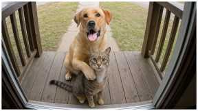 Unbelievable Animal Friendships That Will Melt Your Heart!❤️