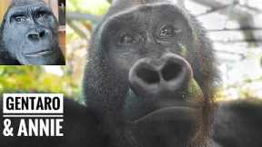 About the New Gorilla Couple | Gentaro & Annie | Tokyo Ueno Zoo