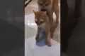 Best Friend - Cute and Funny Animals
