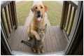 Unbelievable Animal Friendships That