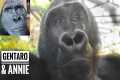 About the New Gorilla Couple |