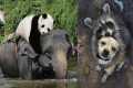 Strongest Friendships Between Wild