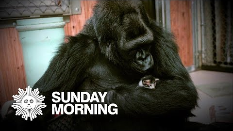 Animal altruism: Friendship in the animal world