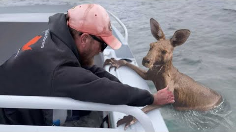 30 Animals That Had To Ask People To Be Saved !