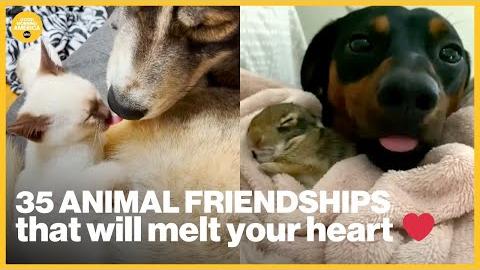 35 adorable animal friendships you have to see to believe | GMA
