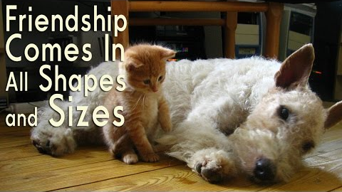 Adorable Animal Friendships