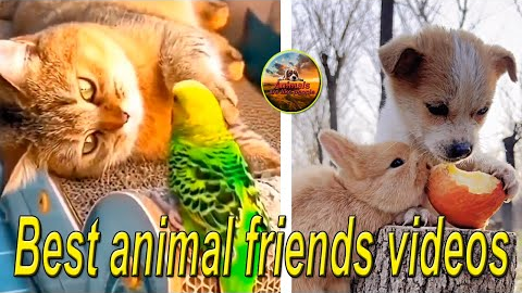Best animal friends videos.
