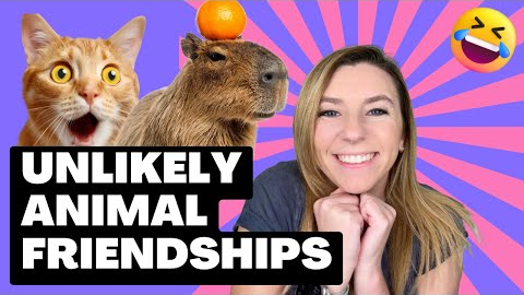 The Most UNBELIEVABLE Animal Friendships (Wholesome Compilation)