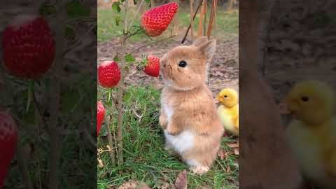 Nature's Beautiful Animal Evolution 2 #animaljourney #animaltransformation #beautifulnature