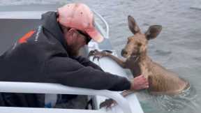 30 Animals That Had To Ask People To Be Saved !