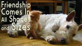 Adorable Animal Friendships