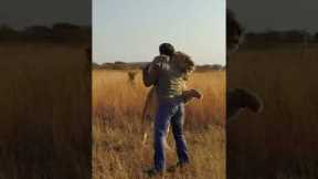 Lion JUMPS on Man and Hugs #lion #animal #savelions