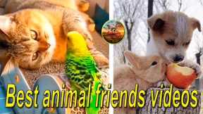 Best animal friends videos.
