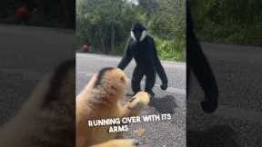 A Gibbon's Gesture of Friendship
