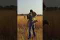 Lion JUMPS on Man and Hugs #lion