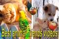 Best animal friends videos.