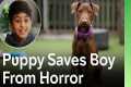 Adorable Rescue Puppy Loves Boy More