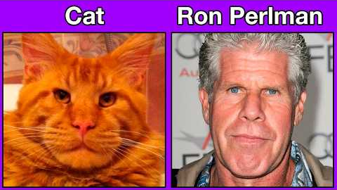 Animals That Are Perfect Celebrity Lookalikes
